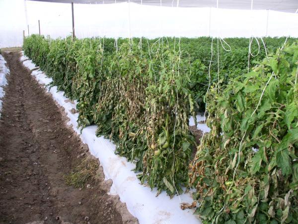 Rows of tomatoes with wilted, discolored leaves